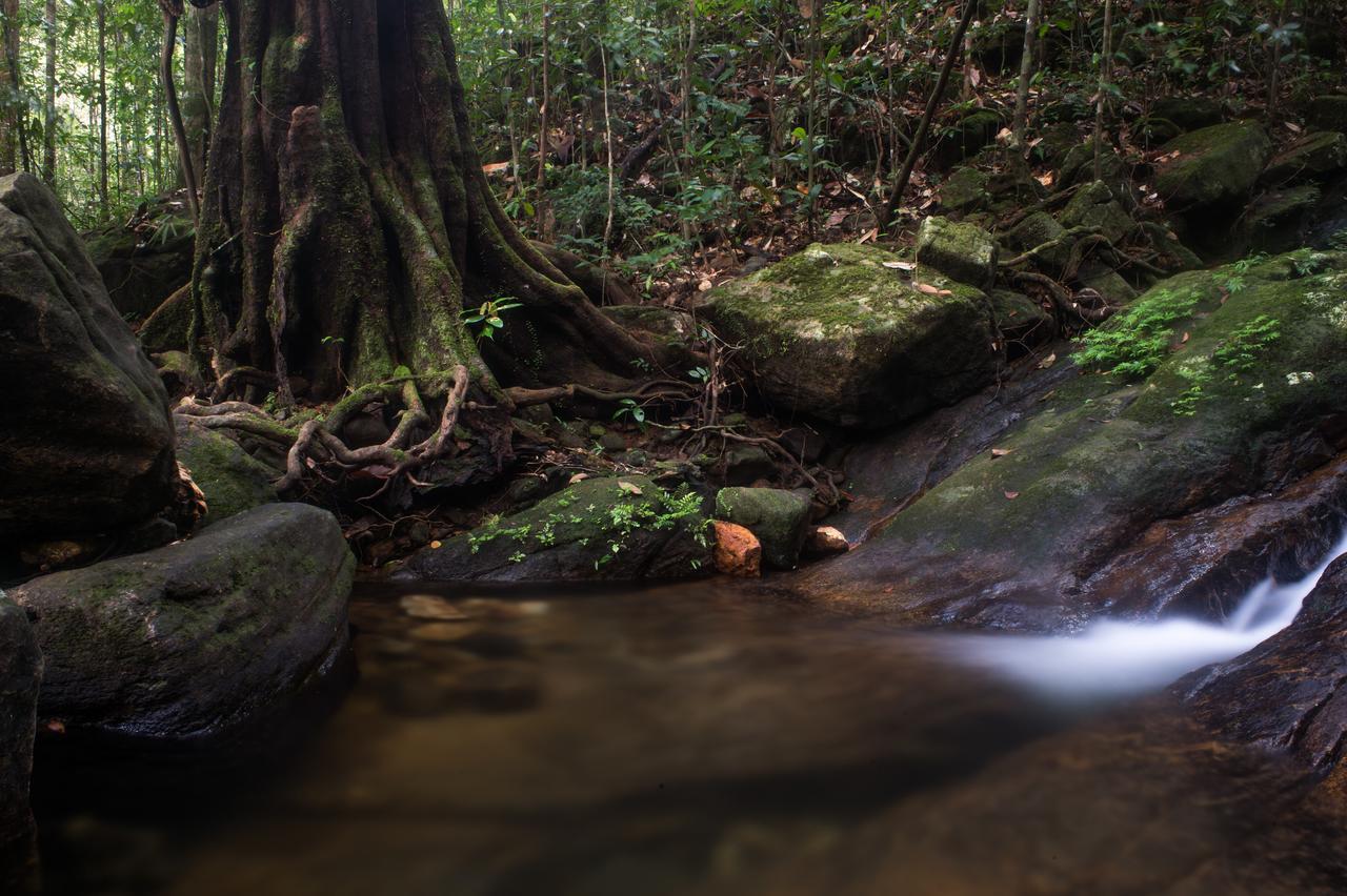 Explore Sinharaja Rain Forest Tour Camp Dombagoda Exteriör bild