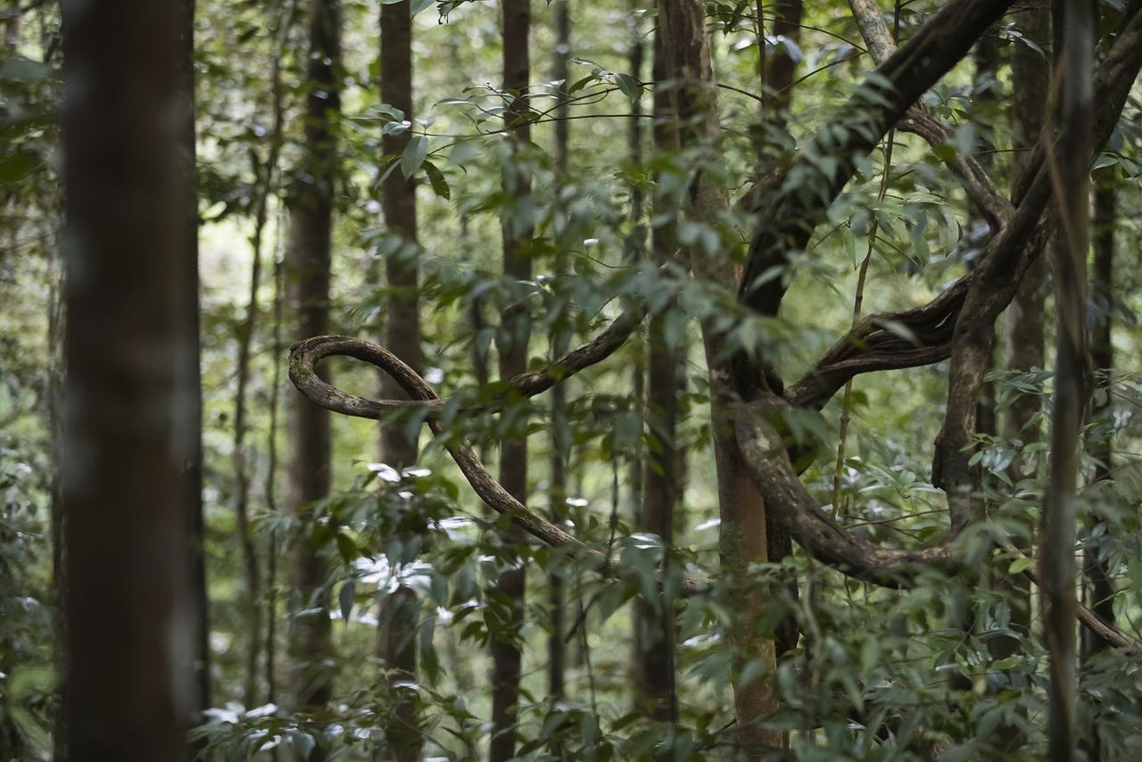 Explore Sinharaja Rain Forest Tour Camp Dombagoda Exteriör bild